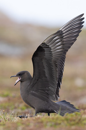 Arctic Skua, Kiberg, Norway, June 2023