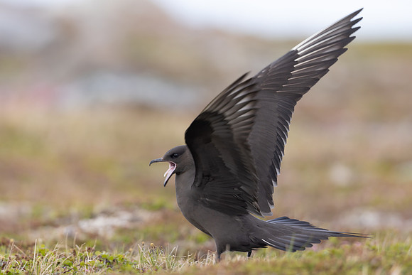 Arctic Skua, Kiberg, Norway, June 2023