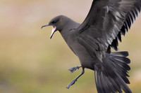 Arctic Skua