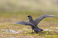 Arctic Skua, Kiberg, Norway, June 2023