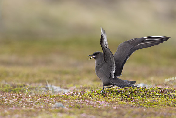 Arctic Skua, Kiberg, Norway, June 2023