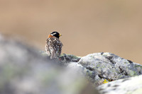 Lapland Bunting