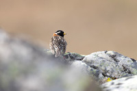 Lapland Bunting, Kiberg, Norway, June 2023
