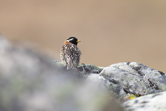 Lapland Bunting, Kiberg, Norway, June 2023