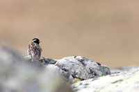 Lapland Bunting, Kiberg, Norway, June 2023