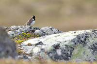 Lapland Bunting, Kiberg, Norway, June 2023.