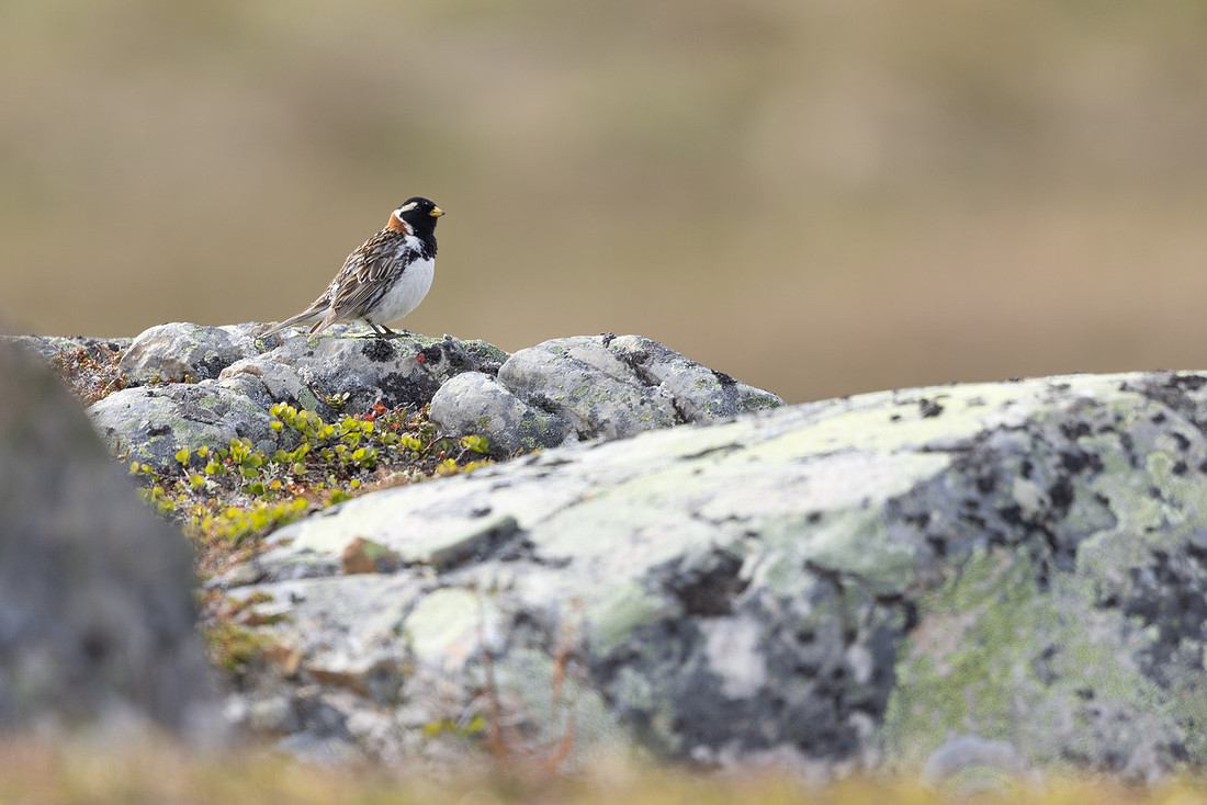 Lapland Bunting, Kiberg, Norway, June 2023.