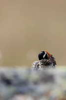 Lapland Bunting, Kiberg, Norway, June 2023