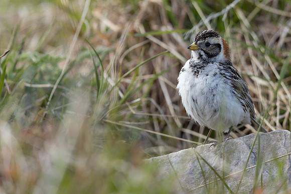 Lapland Bunting, Kiberg, Norway, June 2023