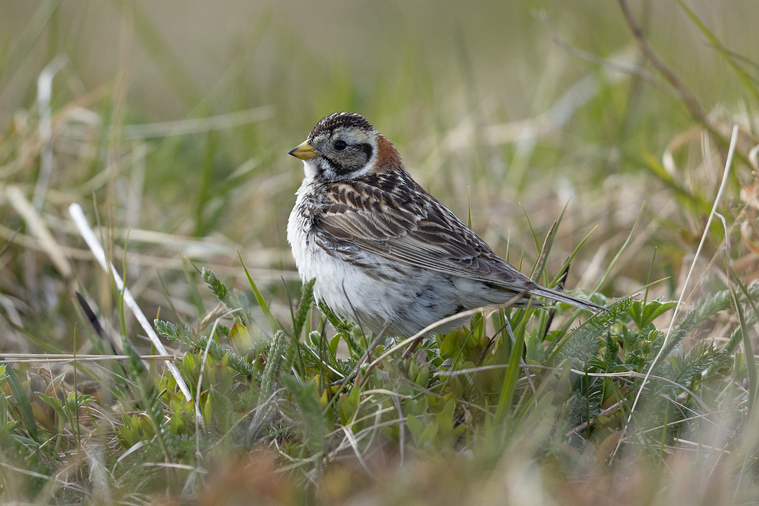 Lapland Bunting, Kiberg, Norway, June 2023