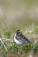 Lapland Bunting, Kiberg, Norway, June 2023