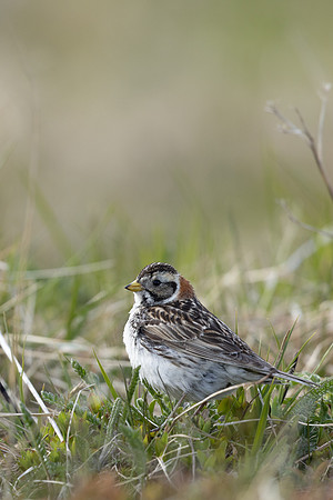 Lapland Bunting, Kiberg, Norway, June 2023
