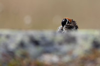 Lapland Bunting, Kiberg, Norway, June 2023