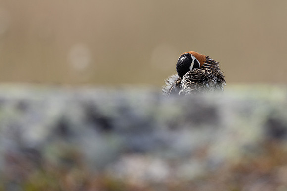 Lapland Bunting, Kiberg, Norway, June 2023