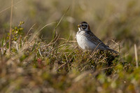 Lapland Bunting, Kiberg, Norway, June 2023