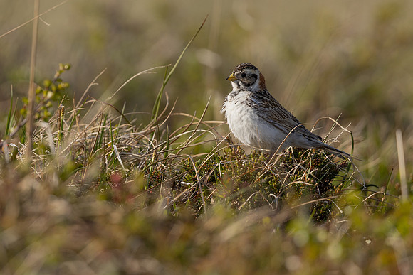 Lapland Bunting, Kiberg, Norway, June 2023