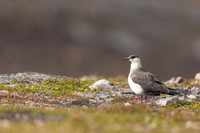 Arctic Skua, Kiberg, Norway, June 2023