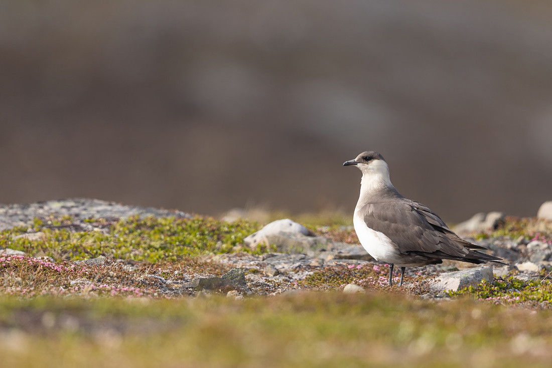 Arctic Skua, Kiberg, Norway, June 2023