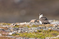 Arctic Skua, Kiberg, Norway, June 2023