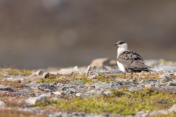 Arctic Skua, Kiberg, Norway, June 2023