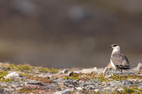 Arctic Skua, Kiberg, Norway, June 2023