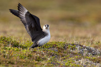 Arctic Skua, Kiberg, Norway, June 2023