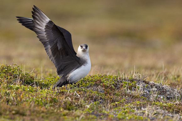 Arctic Skua, Kiberg, Norway, June 2023