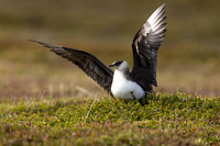 Arctic Skua, Kiberg, Norway, June 2023