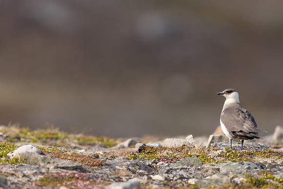 Arctic Skua, Kiberg, Norway, June 2023