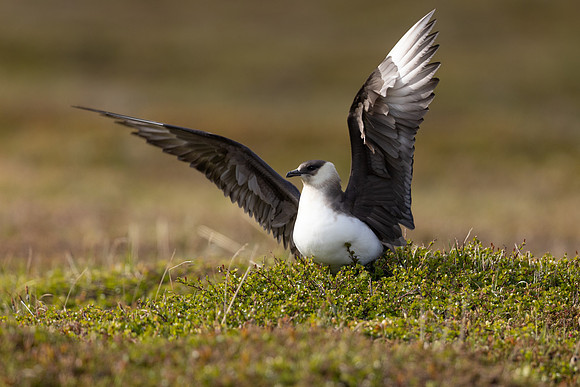 Arctic Skua, Kiberg, Norway, June 2023
