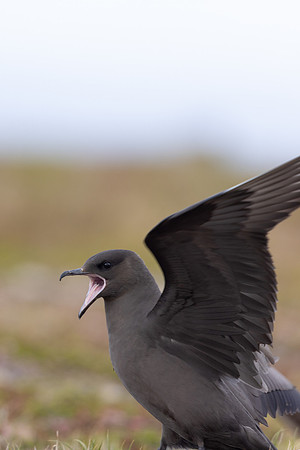 Arctic Skua, Kiberg, Norway, June 2023