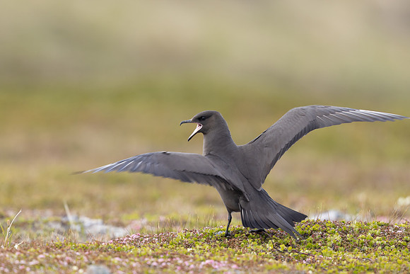 Arctic Skua, Kiberg, Norway, June 2023