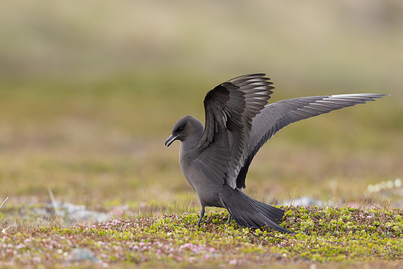 Arctic Skua, Kiberg, Norway, June 2023
