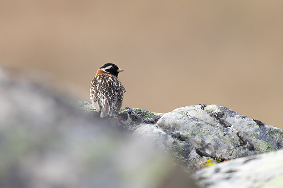 Lapland Bunting, Kiberg, Norway, June 2023