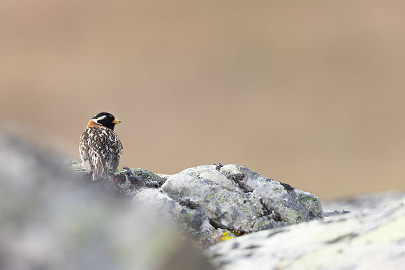 Lapland Bunting, Kiberg, Norway, June 2023