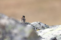 Lapland Bunting, Kiberg, Norway, June 2023