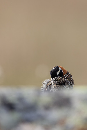 Lapland Bunting, Kiberg, Norway, June 2023