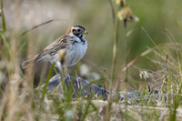 Lapland Bunting, Kiberg, Norway, June 2023