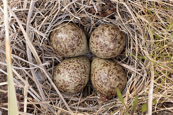 Temmincks Stint, Skallelv Neset, Norway, June 2023 (set 2)