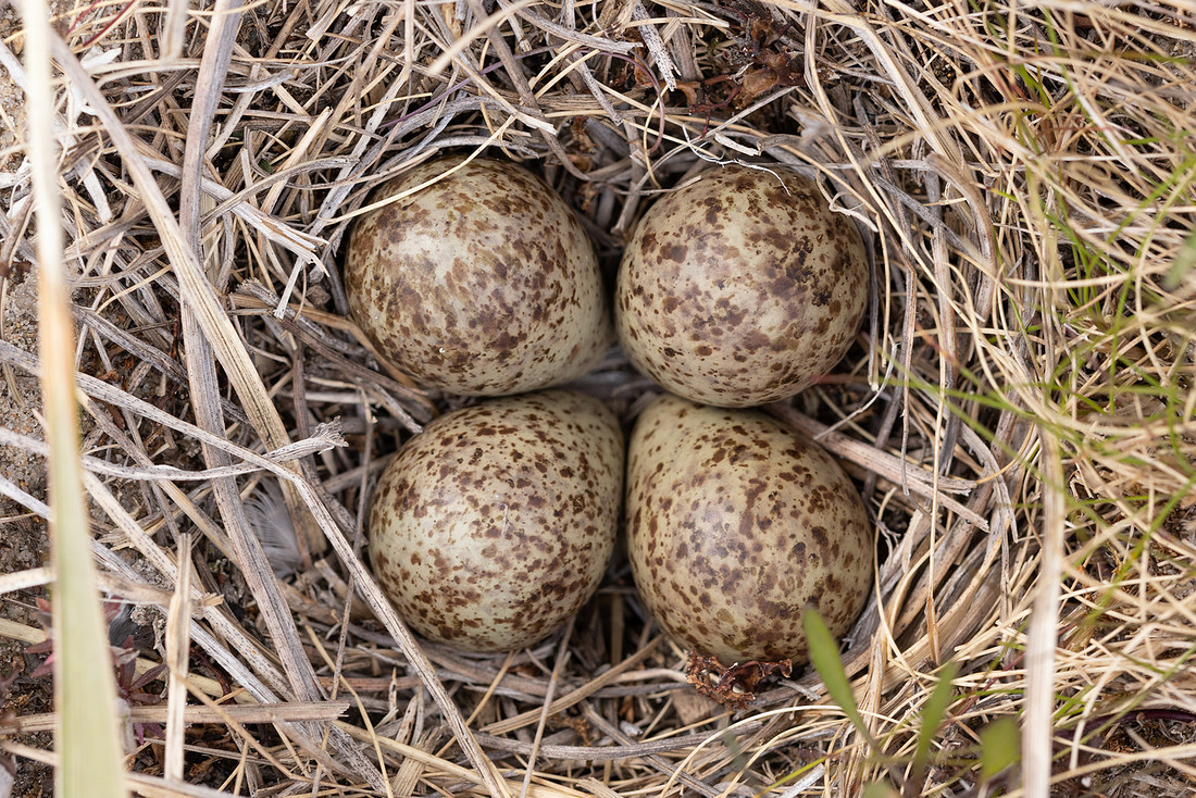 Temmincks Stint, Skallelv Neset, Norway, June 2023 (set 2)