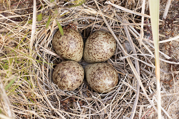 Temmincks Stint, Skallelv Neset, Norway, June 2023 (set 2)