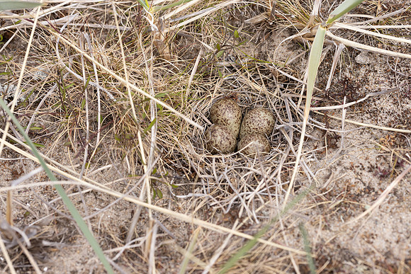 Temmincks Stint, Skallelv Neset, Norway, June 2023 (set 2)