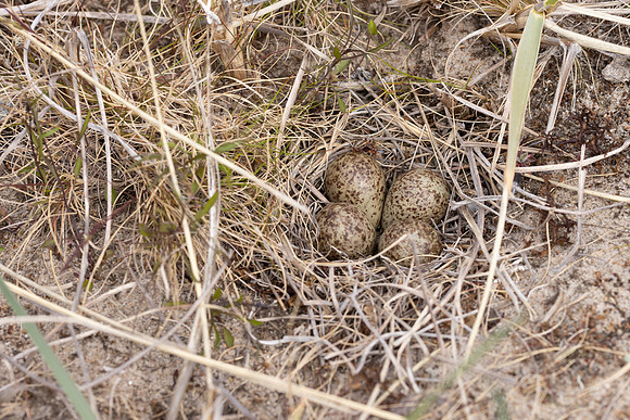Temmincks Stint, Skallelv Neset, Norway, June 2023 (set 2)