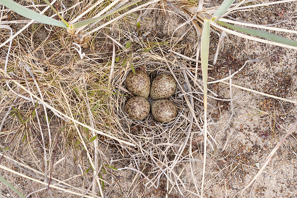 Temmincks Stint, Skallelv Neset, Norway, June 2023 (set 2)