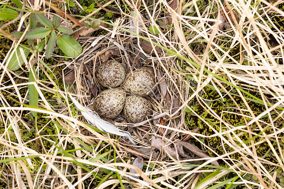 Temmincks Stint, Skallelv Neset, Norway, June 2023 (set 1)