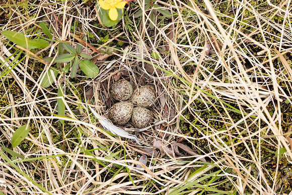Temmincks Stint, Skallelv Neset, Norway, June 2023 (set 1)