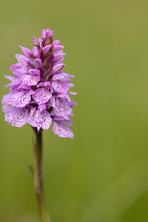 Heath Spotted-orchid, Vicarge Farm, June 2024