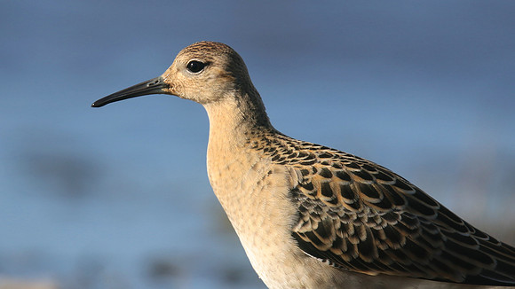 Ruff, Northwick Warth, September 2016
