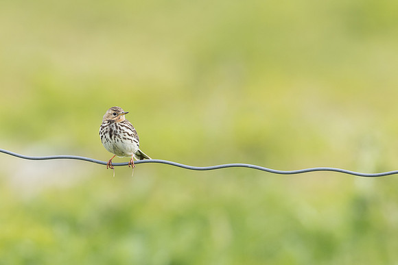 Red-throated Pipit, Vardo, Norway, June 2023
