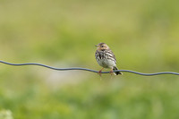 Red throated Pipit, Vardo, Norway, June 2023.